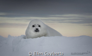Harp seal pup on the ice at dawn by Ellen Cuylaerts 